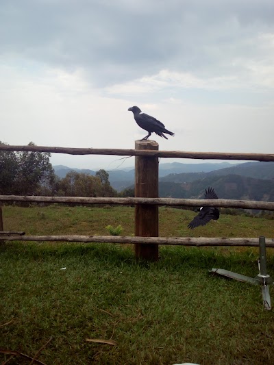 Photos of Kibira National Park