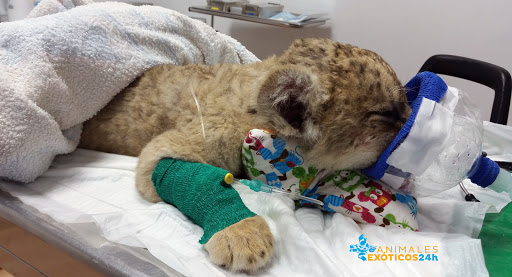 ANIMALES EXÓTICOS 24H - Veterinarios especialistas