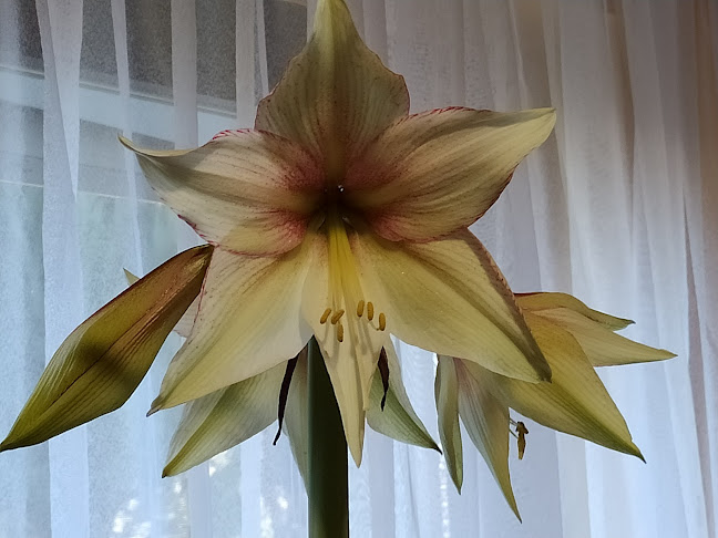 Sklep ogrodniczo-chemiczny "IRYS" - Nysa