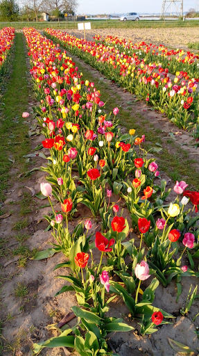 Blumen selbst Pflücken - Thumbnail