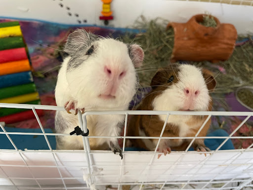 LA Guinea Pig Rescue - Thumbnail