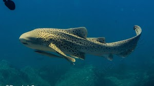 Poseidon Dive Center