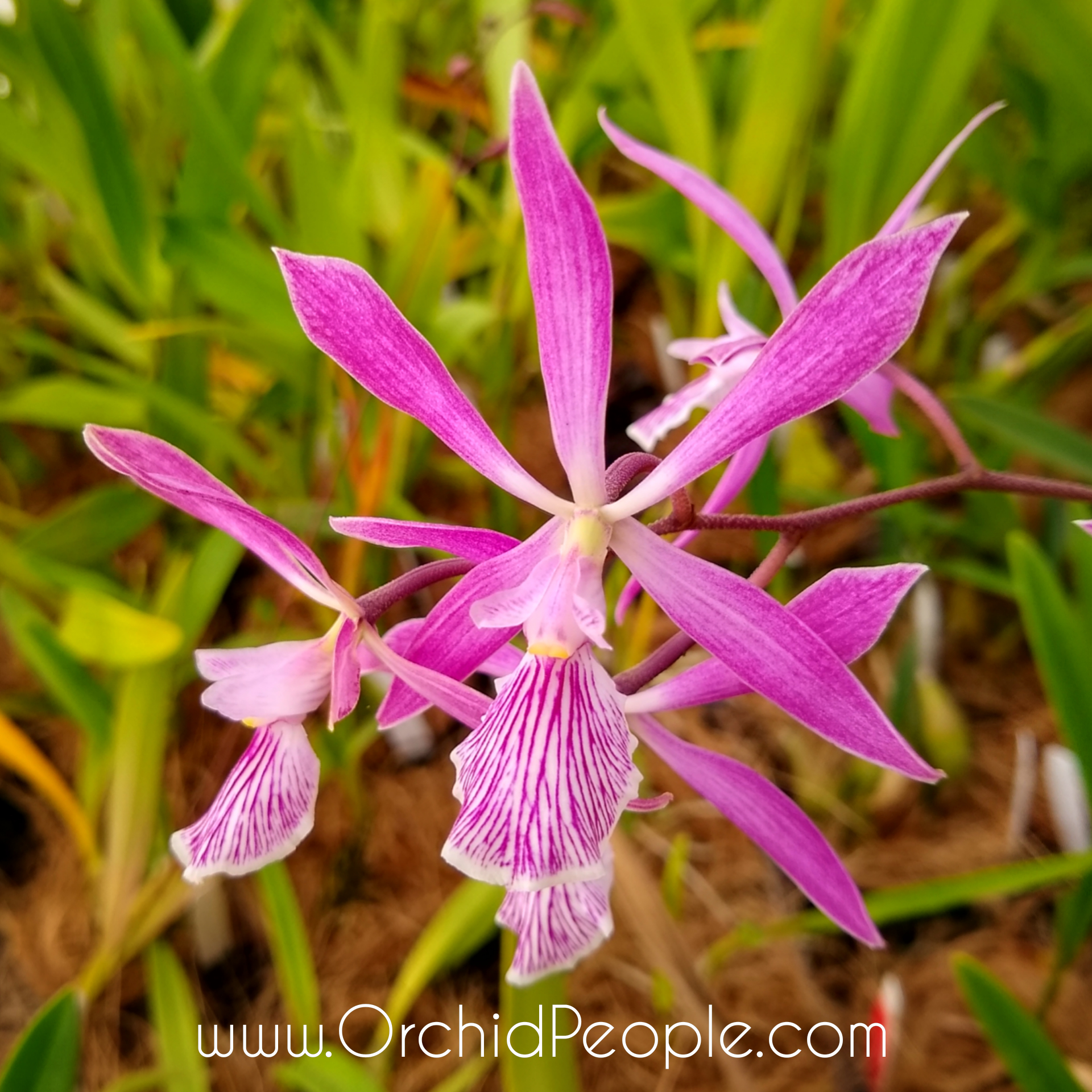 Orchids For the People