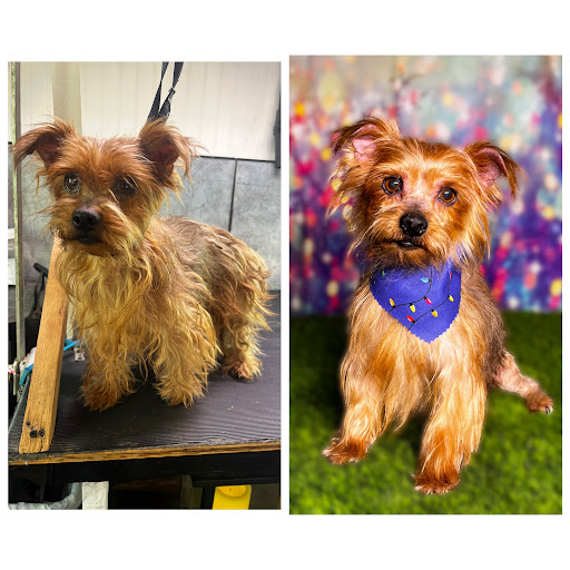OUTRISE PET SALON - Thumbnail