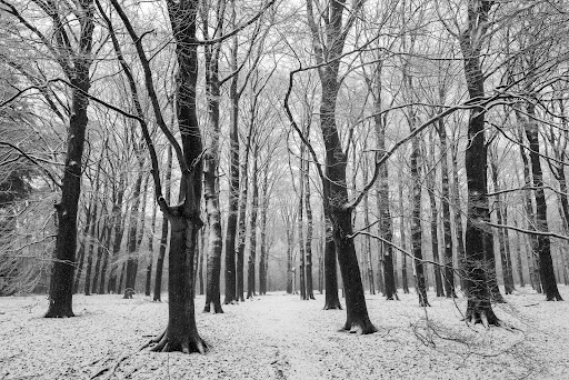 Maartensdijkse Bos - Utrechtslandschap Gallery - Netherlands