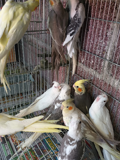 La casa de las aves Cuautla Morelos . - Thumbnail