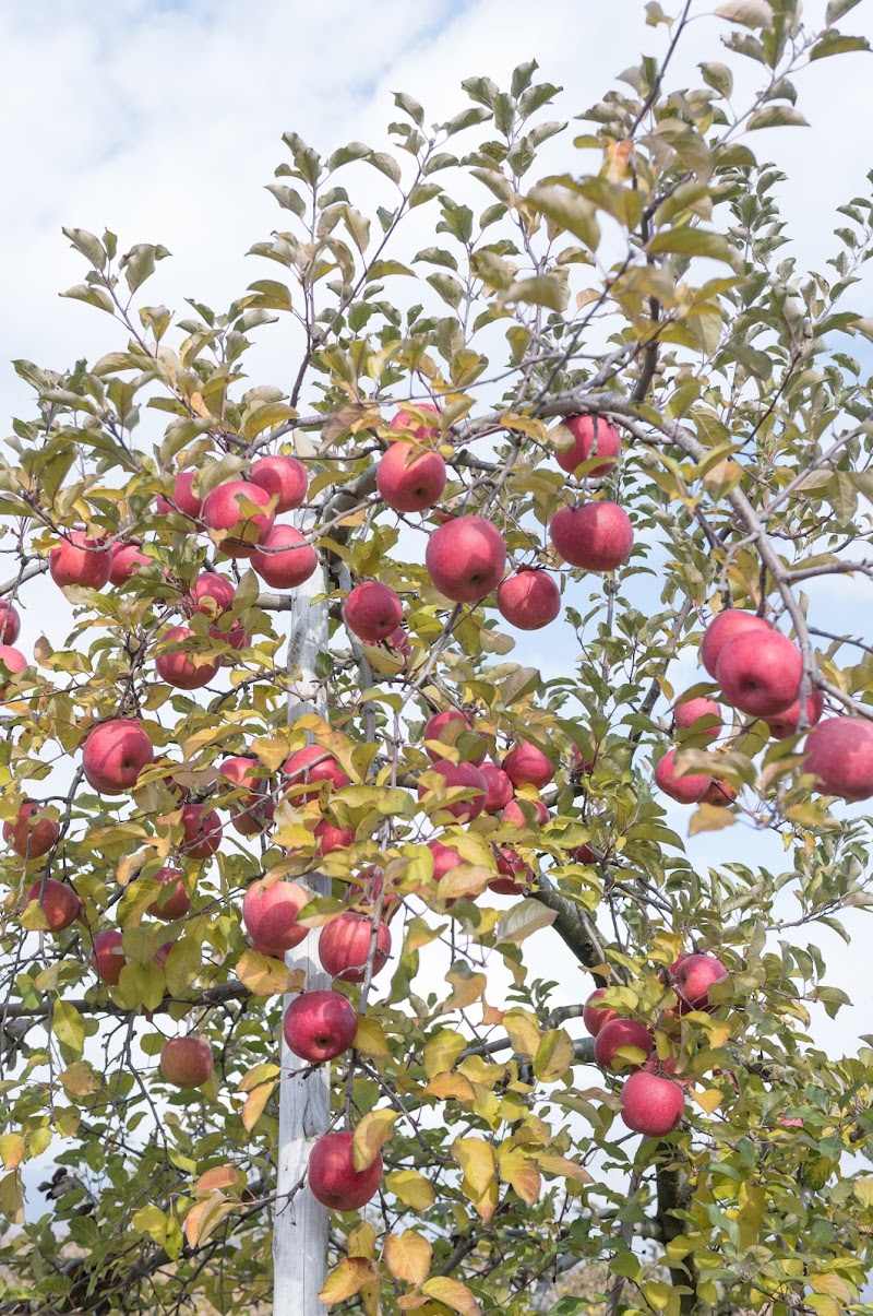 おおぐし農園２