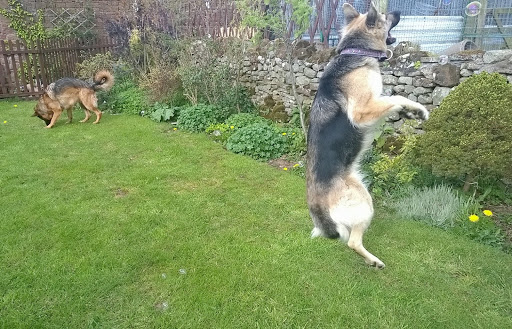 Furry Tails kennel & Cattery Gallery - United Kingdom