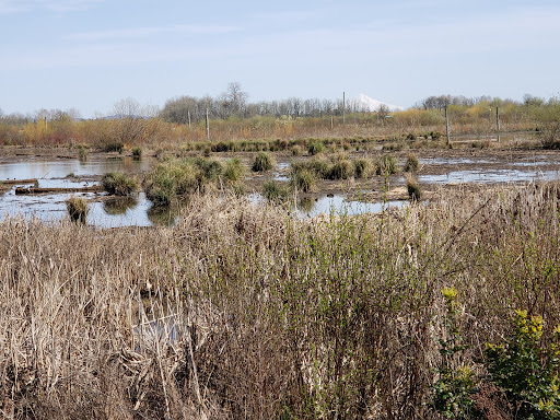 Fernhill Wetlands