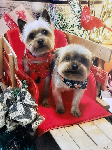 Bark'n Spray Salon LLC - Thumbnail