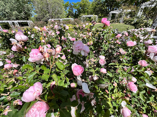 The Macarthur Rose Garden - Thumbnail