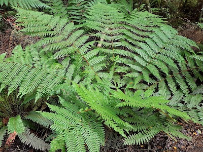 Photos of Purakaunui Falls Walk