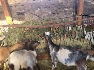 Photo n°5 de La Ferme Enchantée à Saint-Sauveur-de-Ginestoux (Ferme à visiter)
