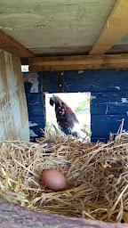 Photo n°43 de Auberge Du Lac Noir - Chez Walter et Camille à Saint-Cernin-de-Larche (Pizzas à emporter)