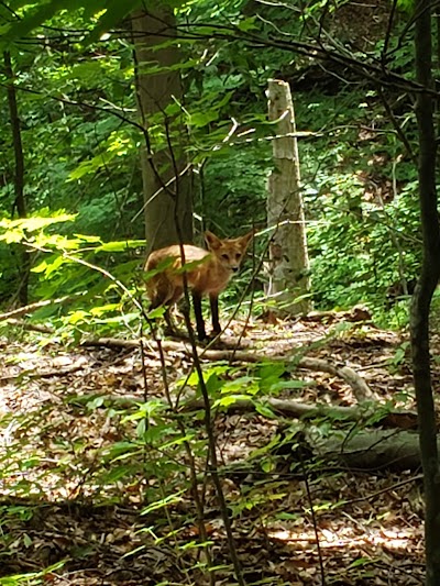 River Grove Chestnut Shelter