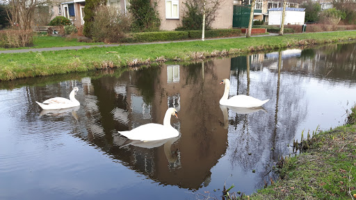 VV Monnickendam Gallery - Netherlands