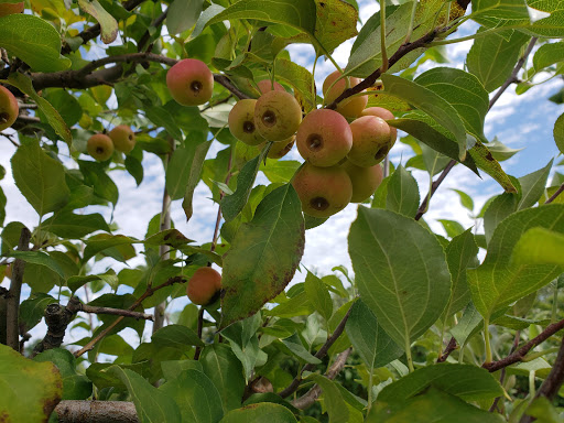 Terhune Orchards Pick Your Own Apple Orchard Gallery - United States