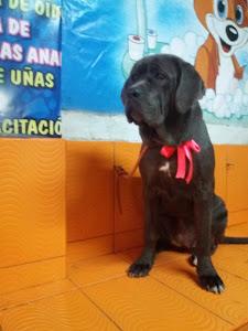 Spa Moda Canino Felino 9