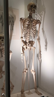 Sedgwick Museum of Earth Sciences by null