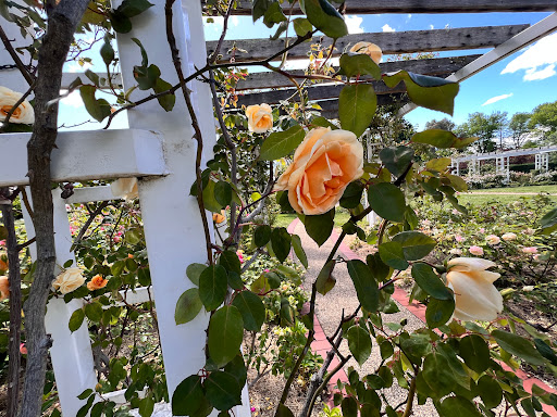 The Macarthur Rose Garden - Thumbnail