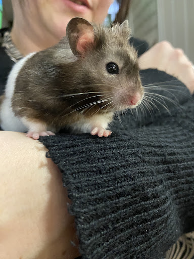 Companion Care - Fareham Collingwood - Thumbnail