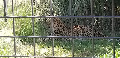 Tiger Preservation Center