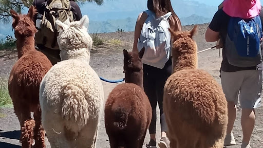 ALPACA FRIERA