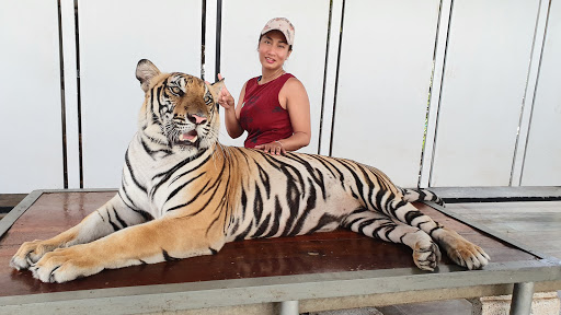 Samui Aquarium & Tiger Zoo - Thumbnail