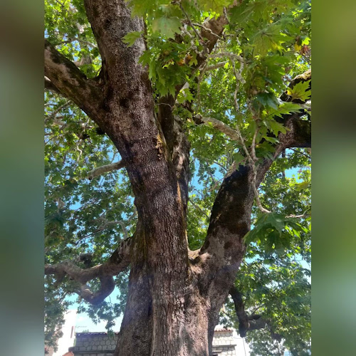 Ταβέρνα Πλάτανος Ανοιχτές ώρες