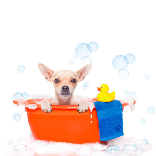 Miis & Peek Clinica Veterinaria 24 horas Gallery - Mexico
