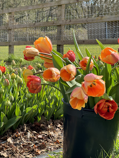 Hydons Flowers - Visual