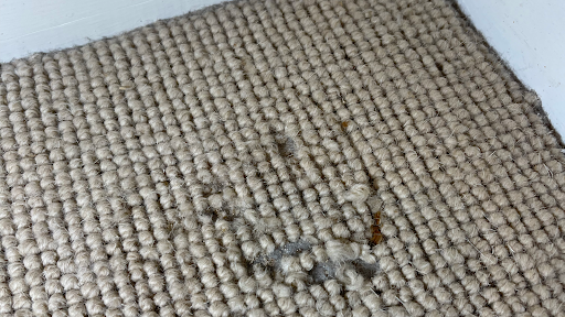 MothKillers.co.uk: Central London Moth Specialist.