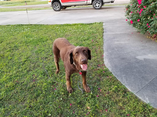 Chowan Animal Hospital - Thumbnail