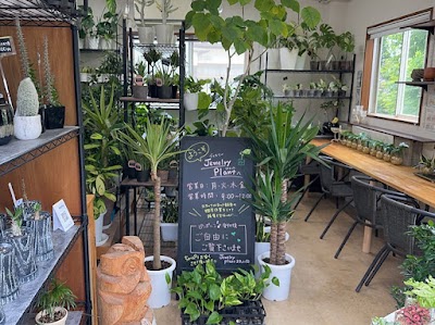 Jewelry Plant