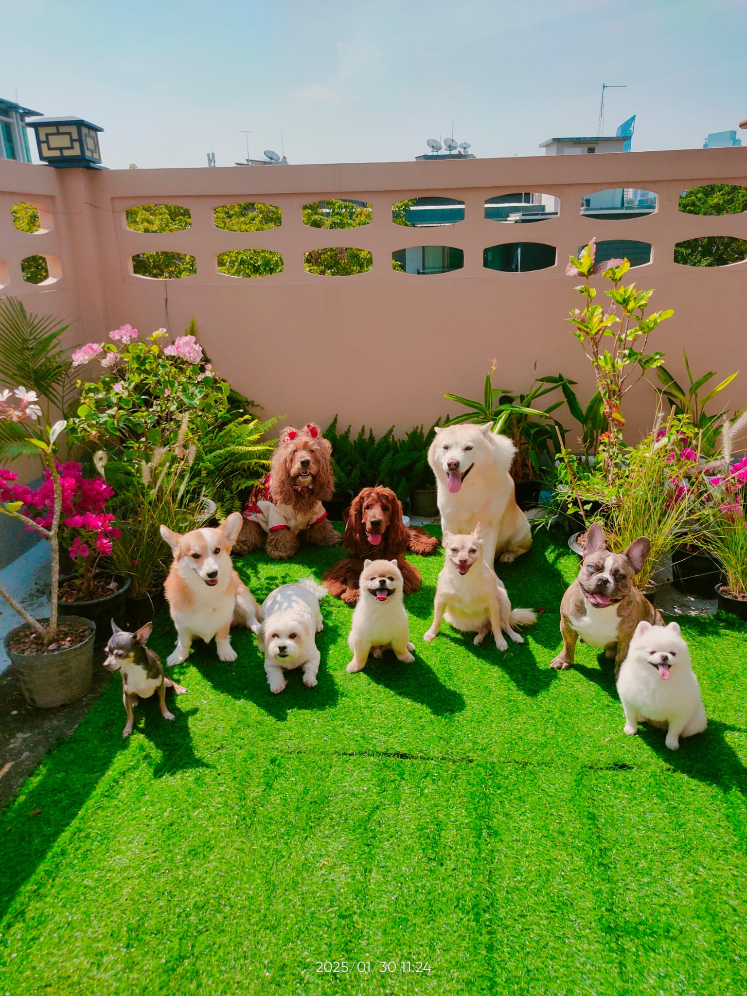 Pups and Plants