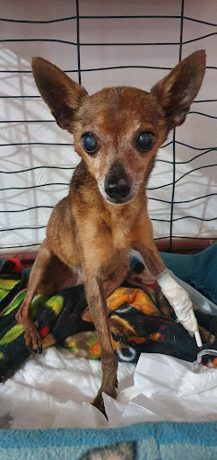 Consultorio Veterinario Yucancat