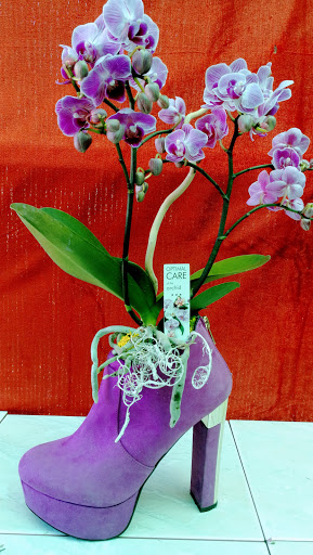 L'Iris piante e fiori - Thumbnail