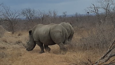 Photos of Motswari Private Game Reserve