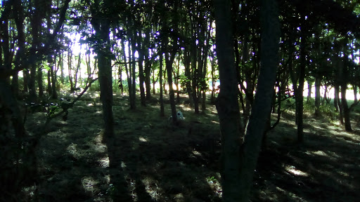 Chickerell Downs - Thumbnail