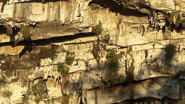 Cave of Swallows