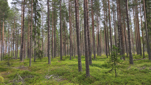 Starten till klintstigen Gallery - Sweden