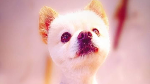 Veterinaria Mascotas Ecatepec