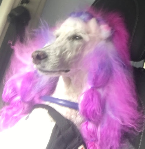 Doggie Washerette