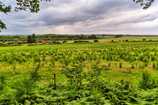 Snettisham Woods - Thumbnail
