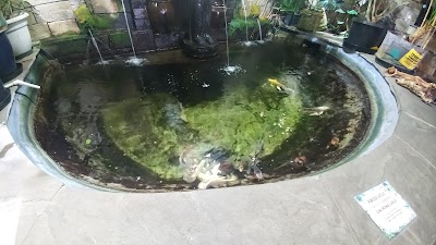 Aqua Serene Garden Center