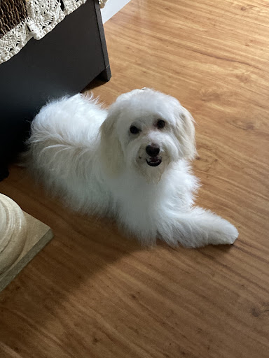 Portland Avenue Grooming LLC - Thumbnail