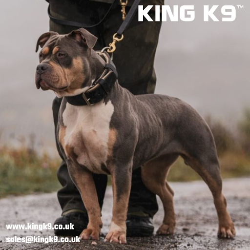 King K9 - Visual