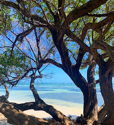 Photo n°97 de Lili au Lagon - Restaurant Le François à Le François (Restaurant)