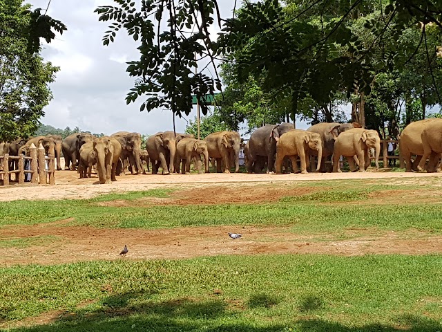 Pinnawala Elephant Orphanage