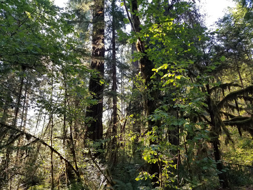 McKenzie Bridge - Thumbnail